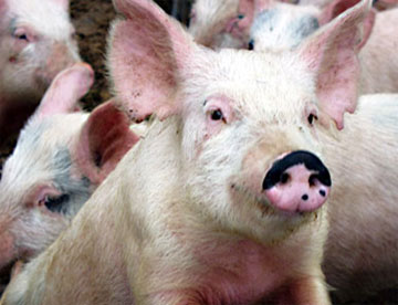 Dịch tai xanh đã lan ra miền Bắc